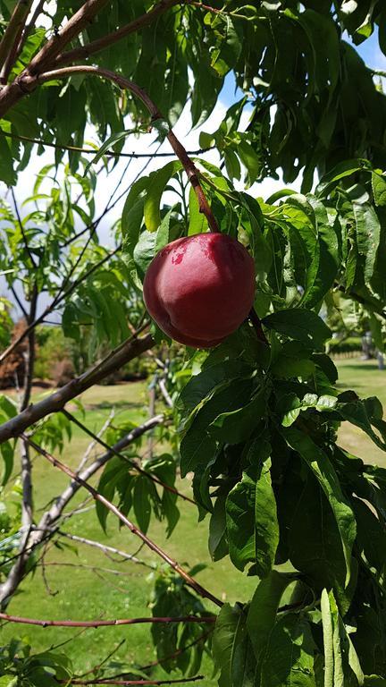 Marlborough Vintners Accommodation Μπλένχαϊμ Εξωτερικό φωτογραφία